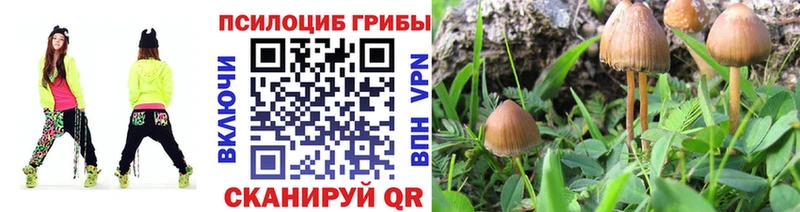 Купить где Духовщина Галлюциногенные грибы GOLDEN TEACHER
